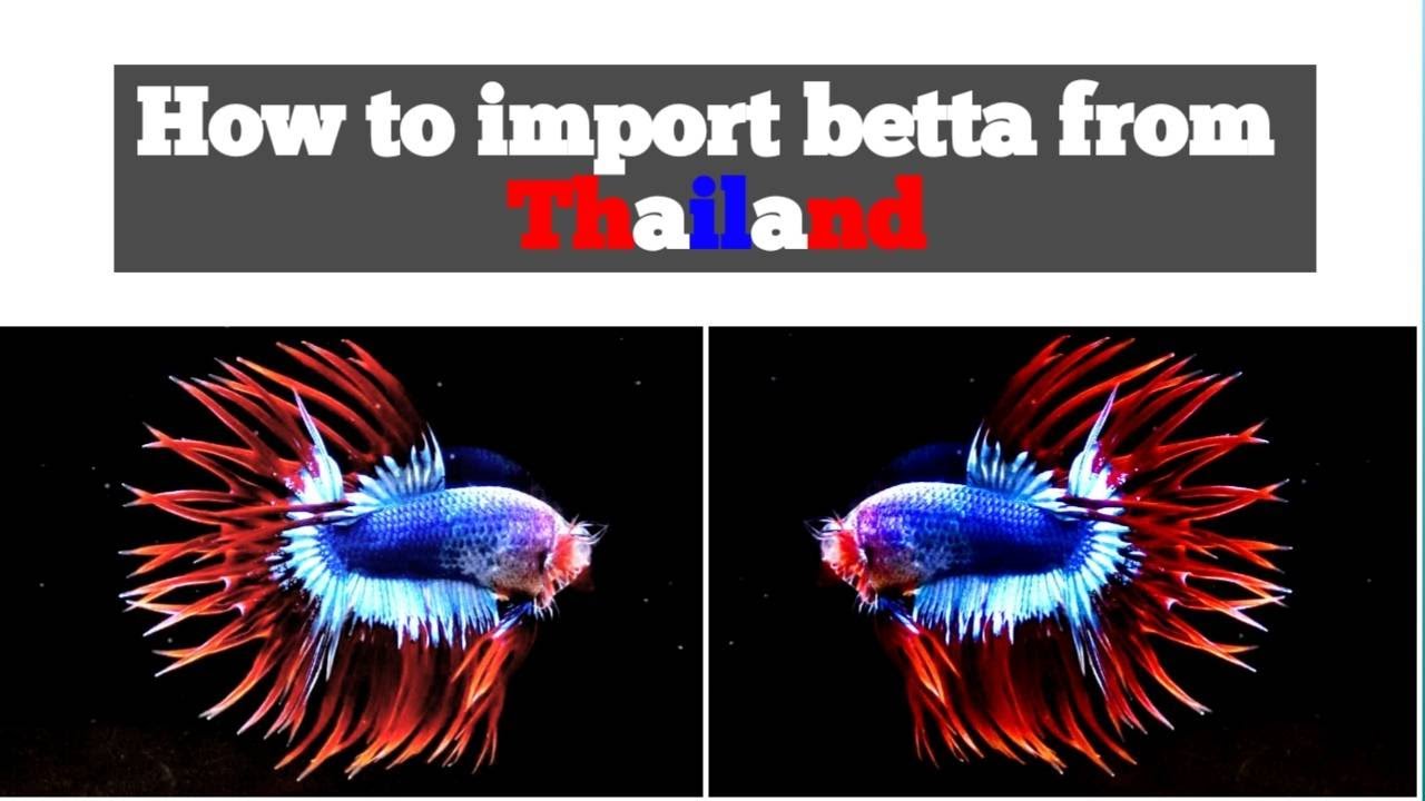 How to import betta from Thailand | TENGBETTA