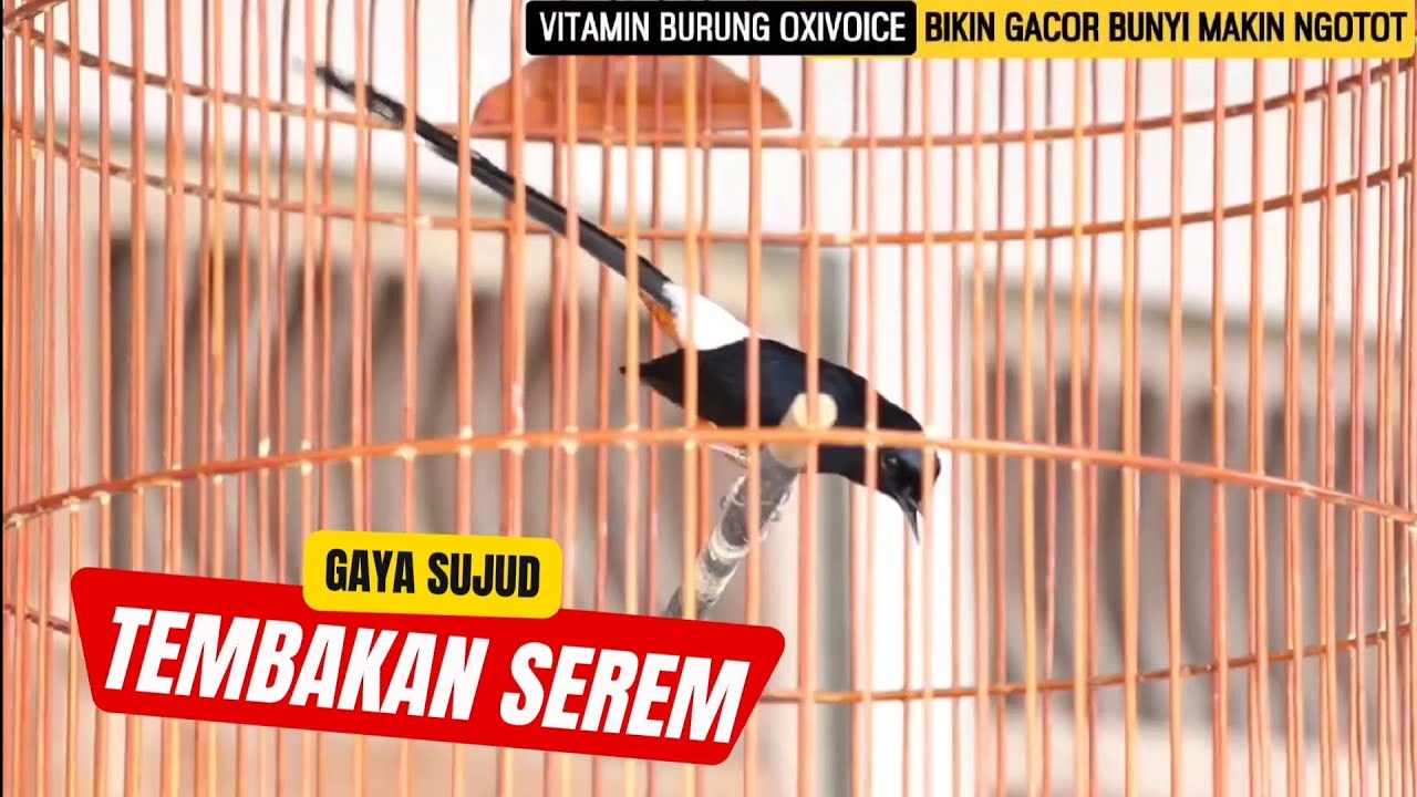 Stok murai 3 jutaan materi jos