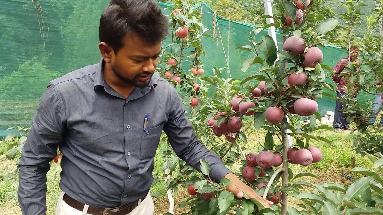 Tall Spindle | Training System | Apple | HDP | DR. YSPUH&F | Solan | HP | Dr. Niranjan Singh