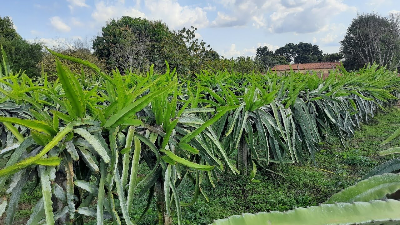 Pitaya Teruya do Vale , iníciando sua produção!