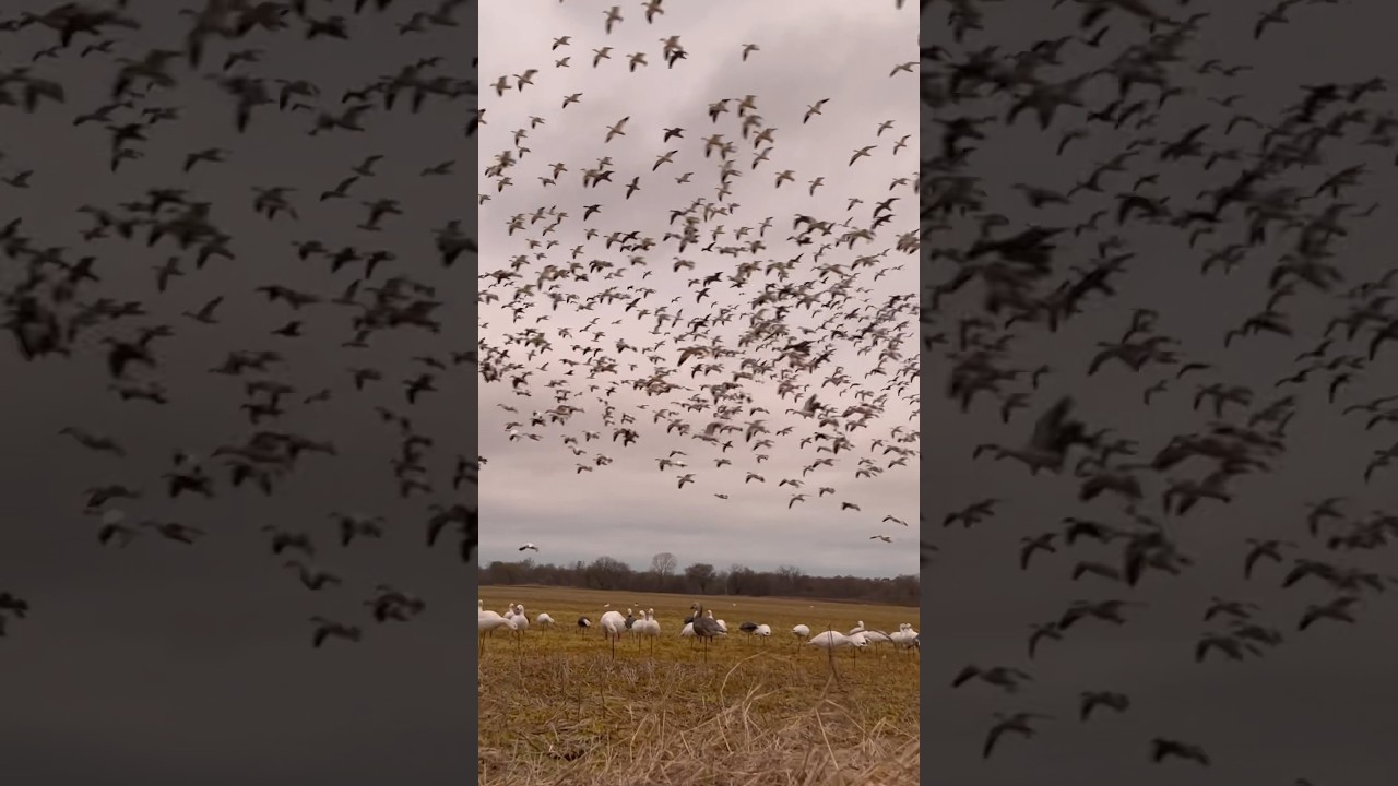 Arkansas snow goose hunt ! Client were a no show!