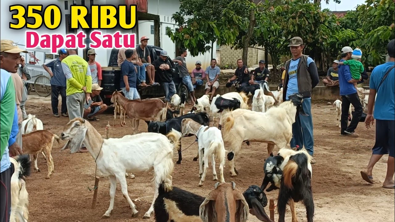 Harga Kambing Di Hari Rabu Satu Ekor Cuma 350 Ribu 