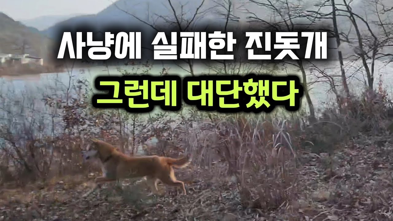 진돗개의 사냥방식