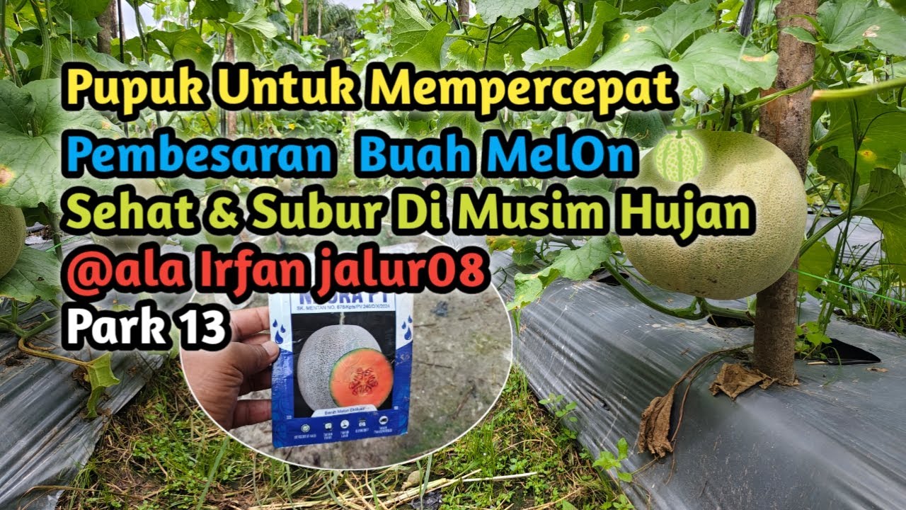 Pupuk Terkbaik Untuk Mempercepat Pembesaran  Buah MelOn 🍈 Di Musim Hujan @ala Irfan jalur08