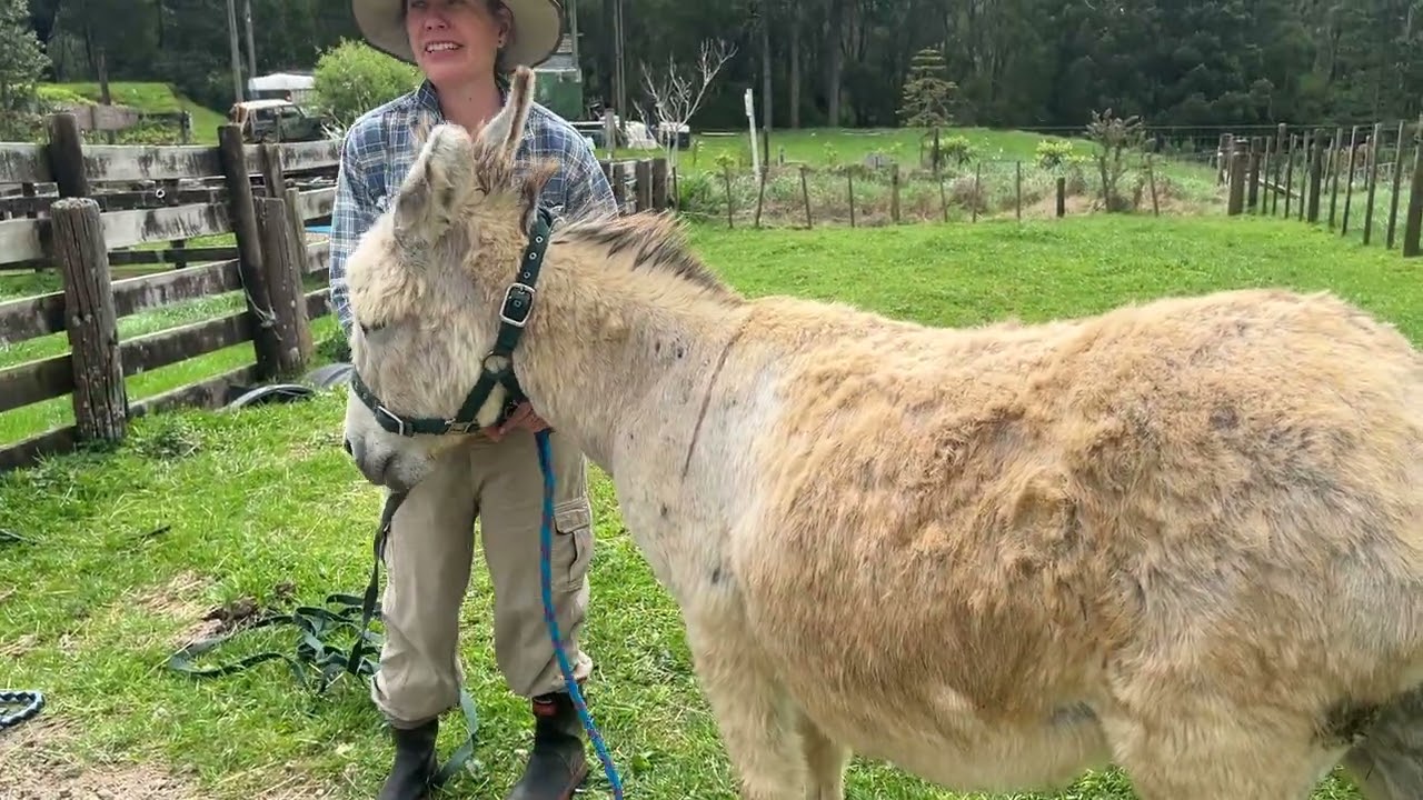 Teaching Donkeys to Load on to Horsefloats.