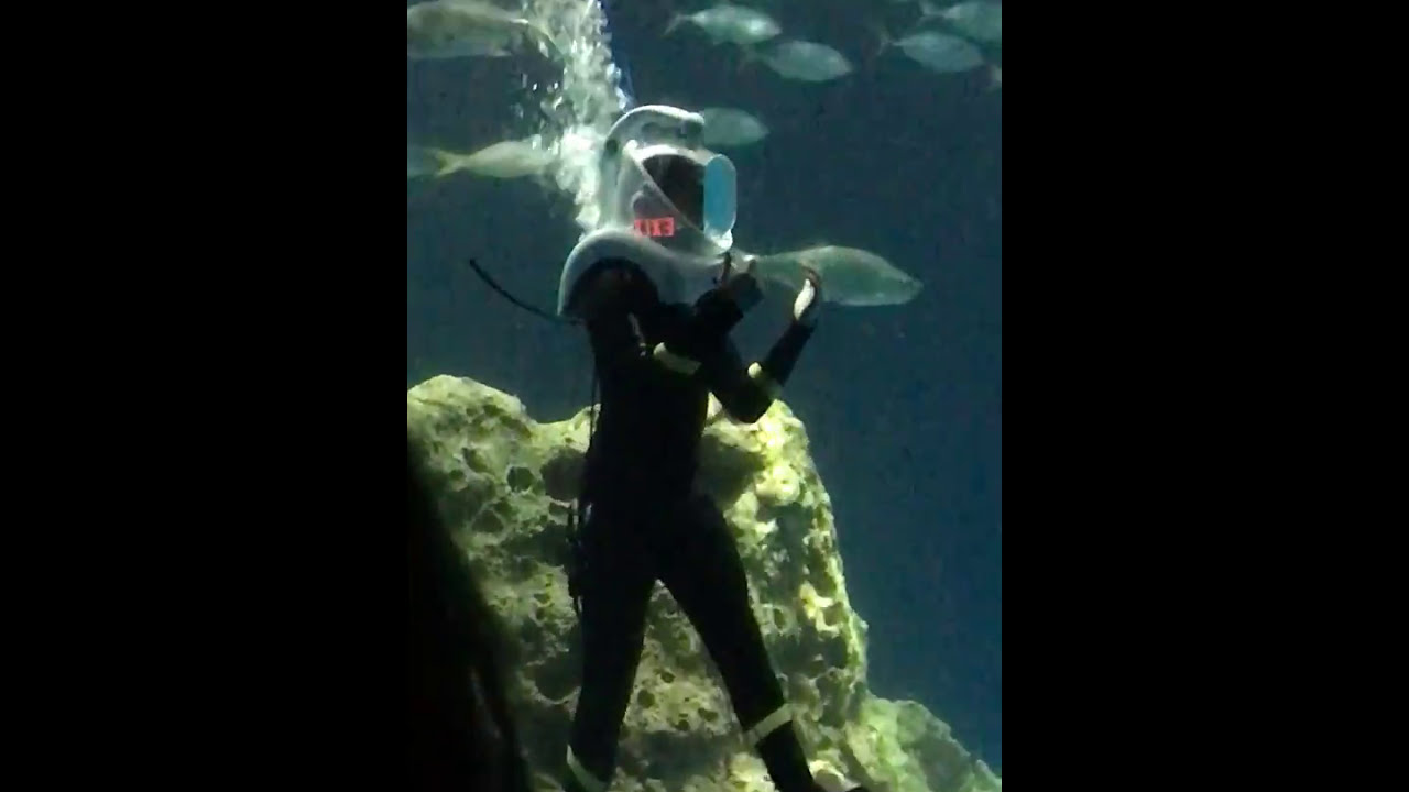 Odysea aquarium moving sea carousel