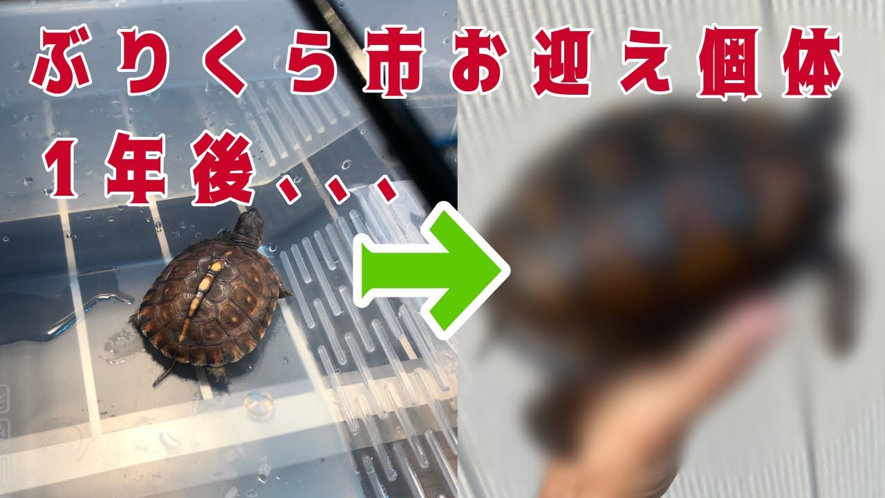 ぶりくら直前SP！去年購入個体の成長がやばすぎる！