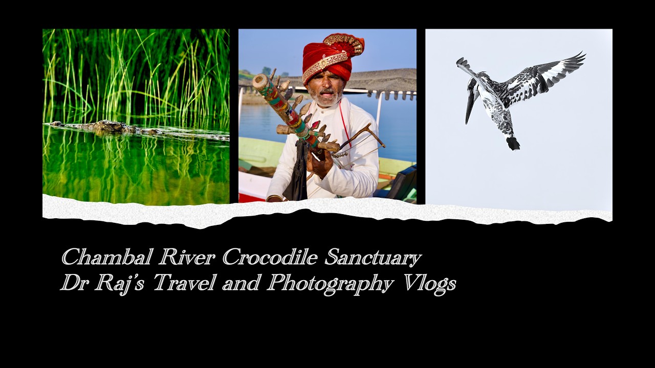 Chambal River Crocodile Sanctuary | 4K|