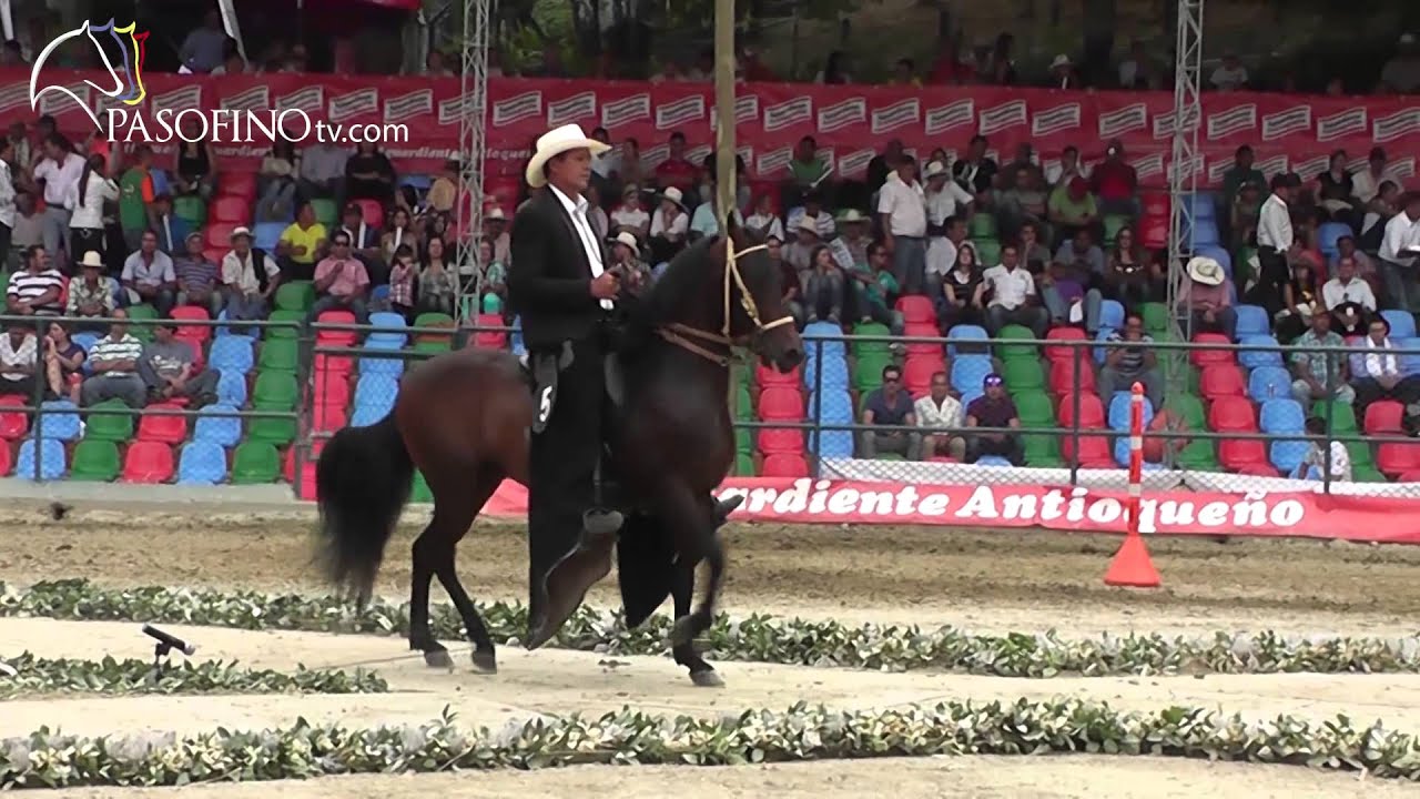 Paso Fino - Los 8 Mejores Caballos De la Copa Ciudad de Medellin