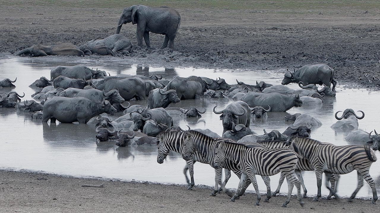 Kruger Park Mazithi dam turns into a mud pool.