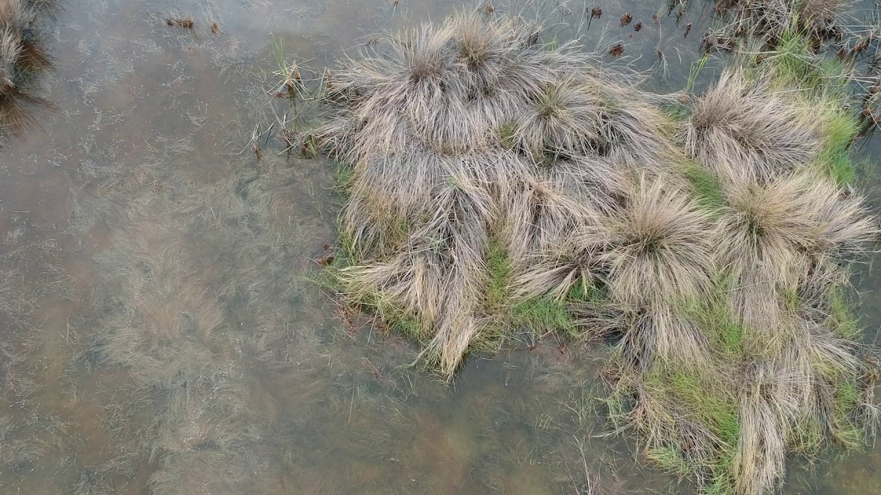 Alligator Point, Florida Drone Video