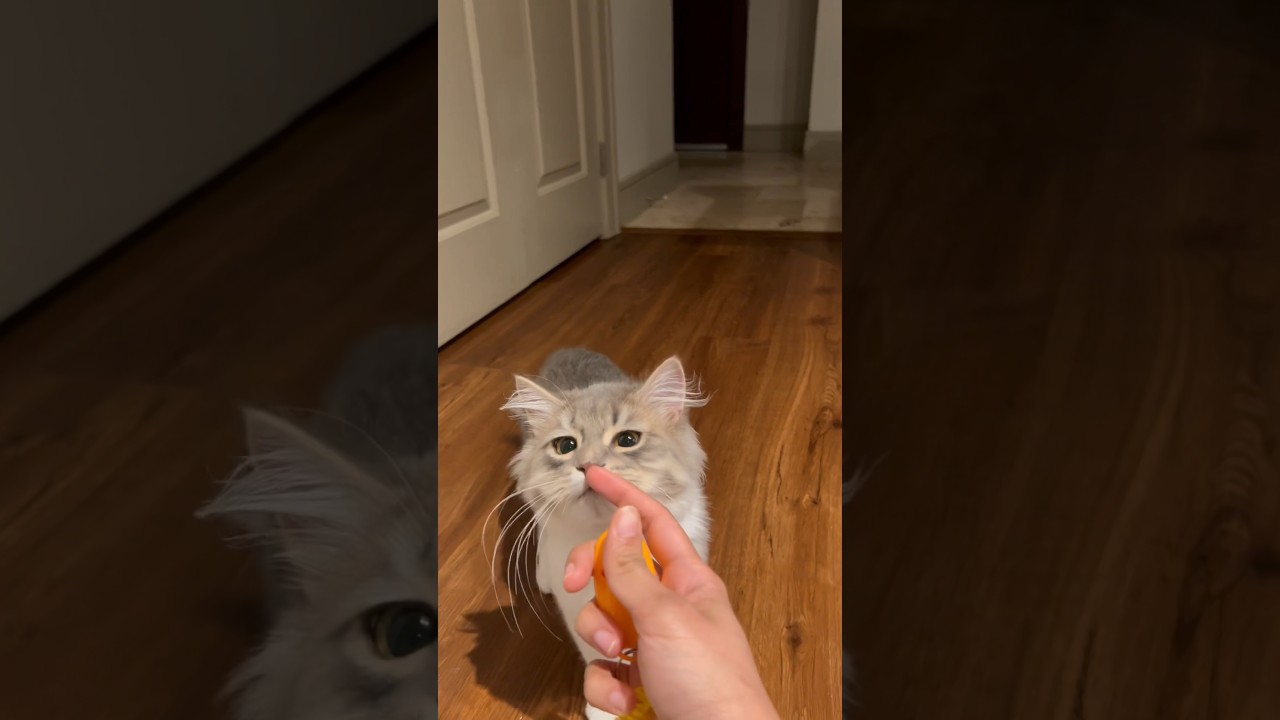 Cat Clicker training, come on command! #kitten #siberiancat #cat