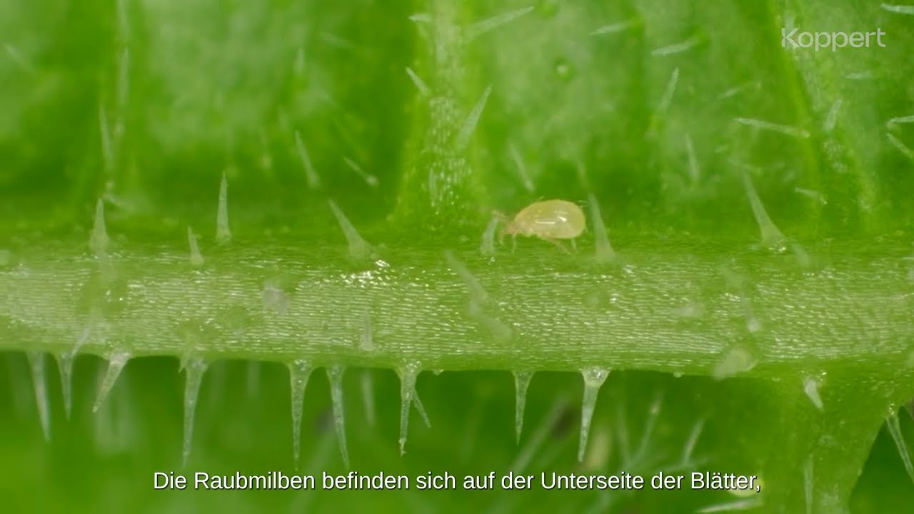 Ein Blick in den „Arbeitsalltag“ der Raubmilbe Transeius montdorensis (Montdo-Mite)