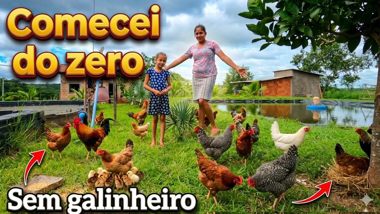 Como Criar Galinhas Soltas Sem Galinheiro | Começando do Zero na Roça