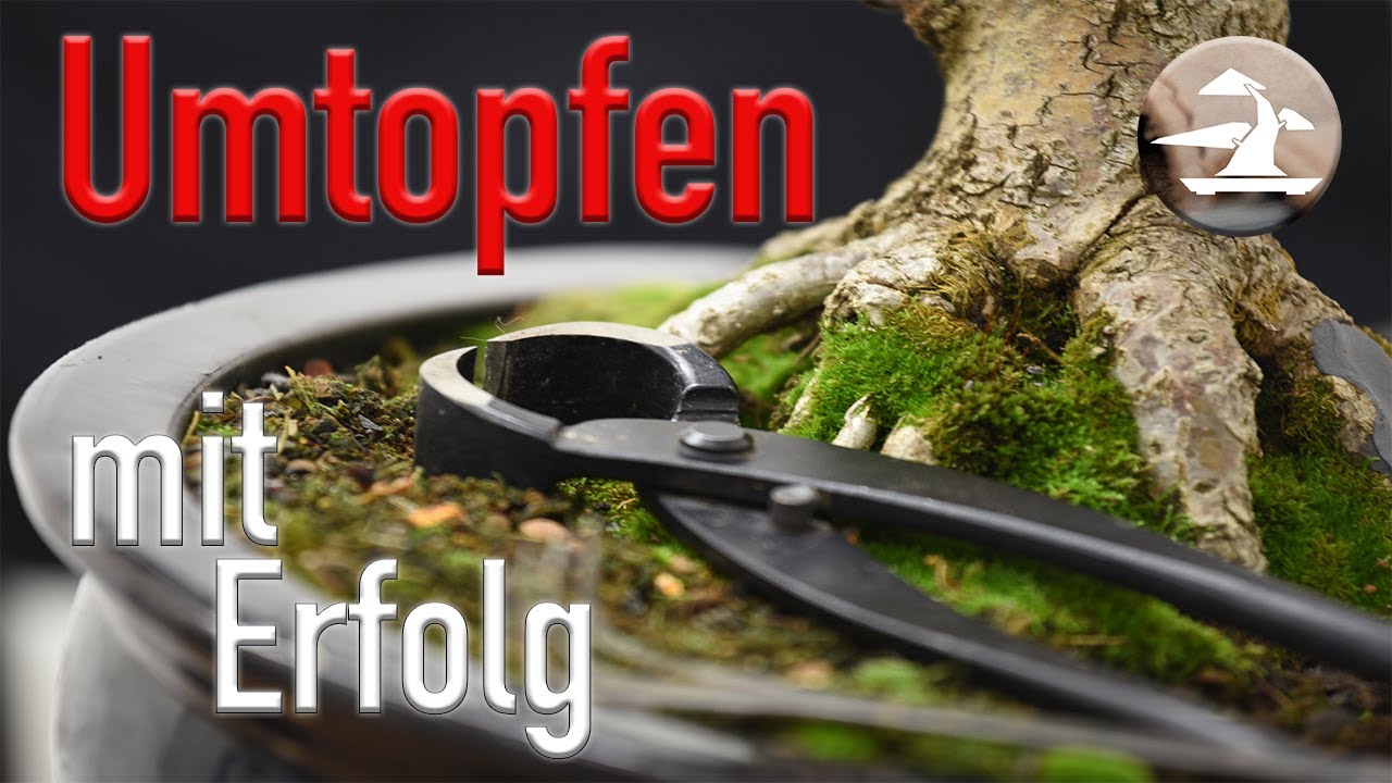 Bonsai Umtopfen mit Erfolg! Strategien für den richtigen Zeitpunkt.