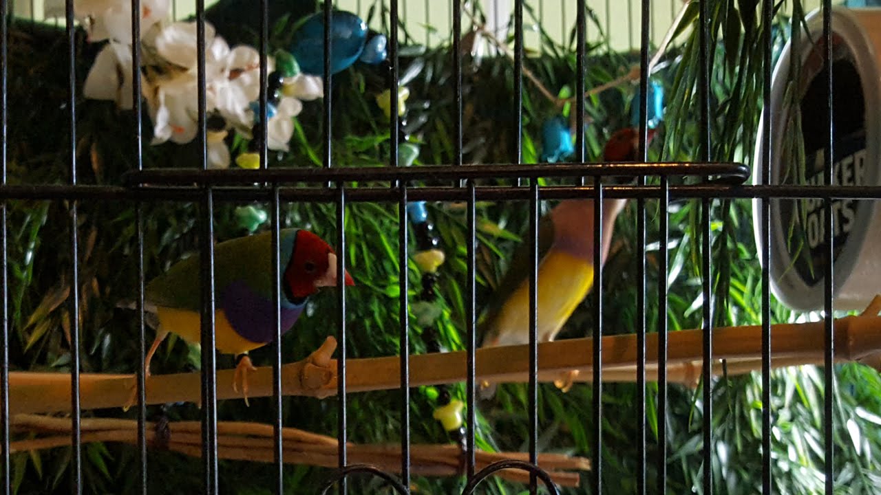 Setting Up the Breeding Suites for Our Pampered Finches