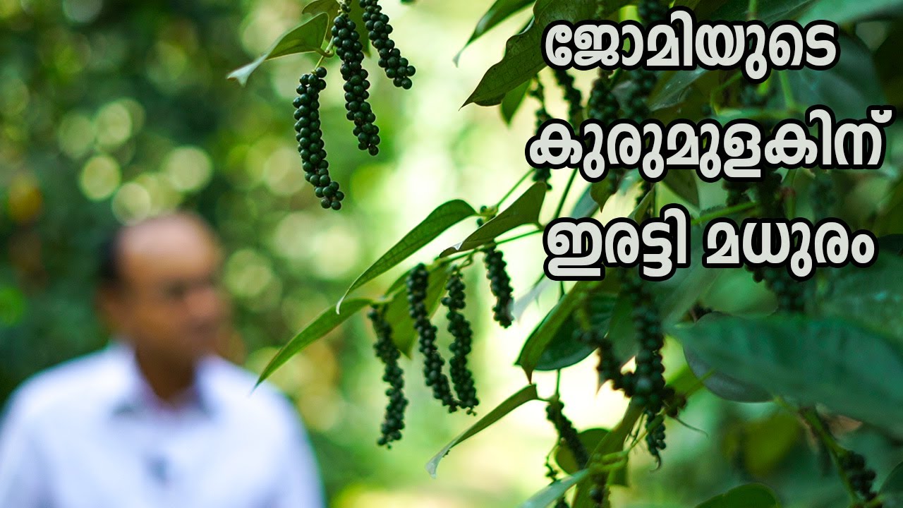 അമേരിക്കയിൽ പോവാതെ മണ്ണിലിറങ്ങിയ ഷിമോഗയിലെ ജോമി
