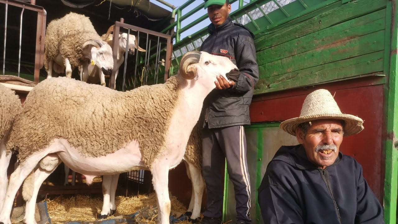 ها فين وصل اليوم ثمن حولي العيد الأضحى بخميس مديونة نواحي الدار البيضاء 7/7/2022🐑