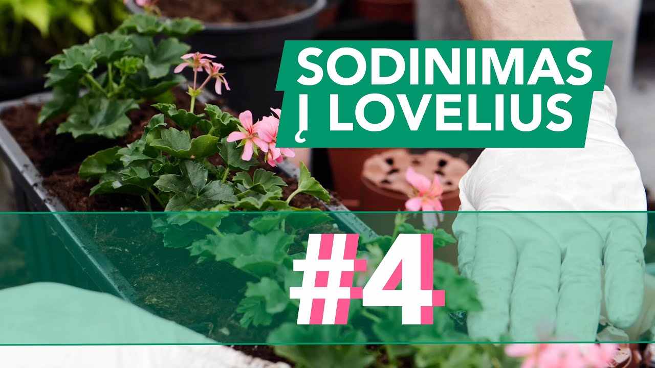 Augalų sodinimas į lovelius (konteinerius) | Mokomasis video #4