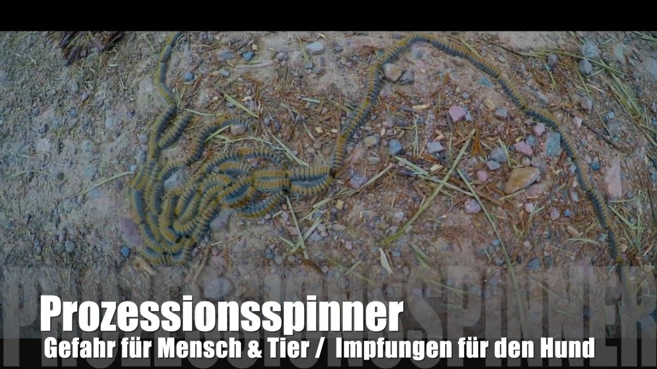 🚐 VanLife | Prozessionsspinner / Impfungen / Tierarztkosten  - VanLife Spanien
