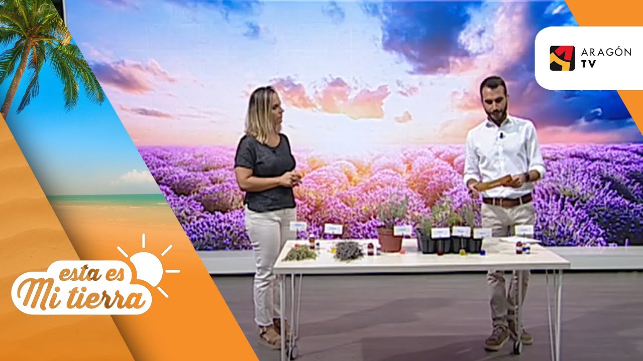 Plantas aromáticas en Aragón