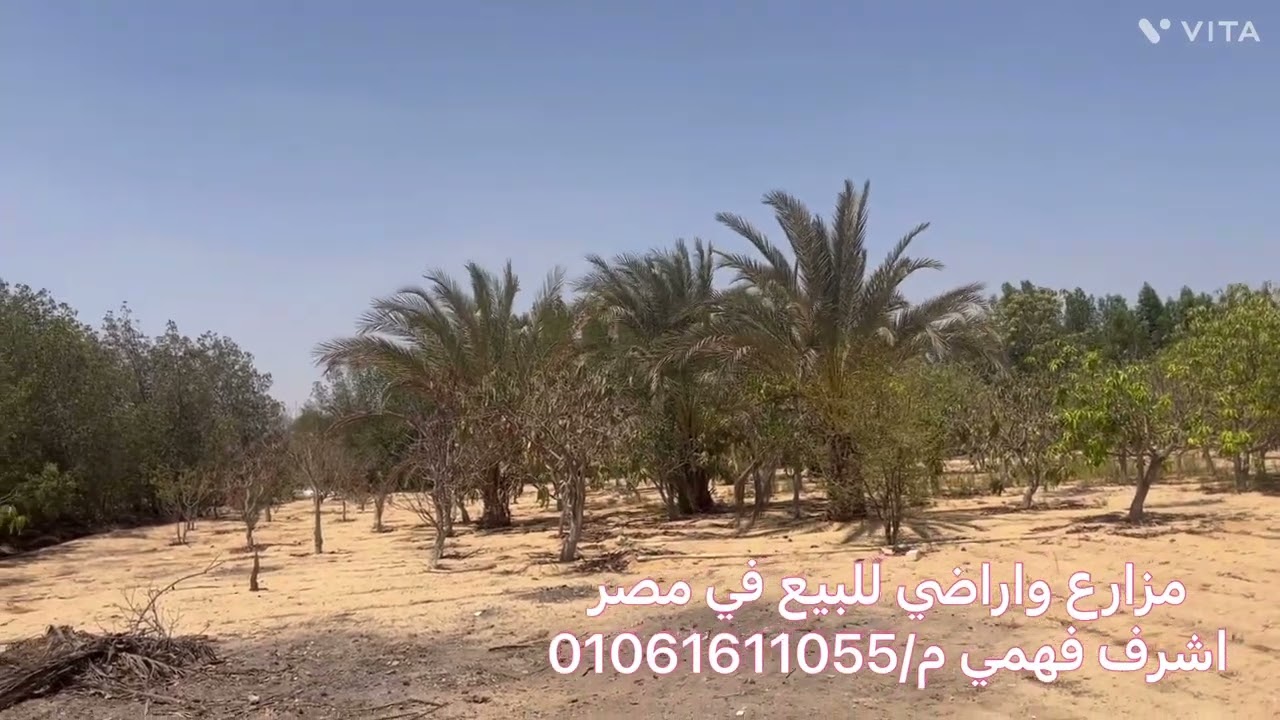 فدان ارض مربع بالريف الاوروبي ك 58طريق مصر اسكندريه الصحراوى منطقة ريجوا  مزروع مانجه محاط بسور شجر 