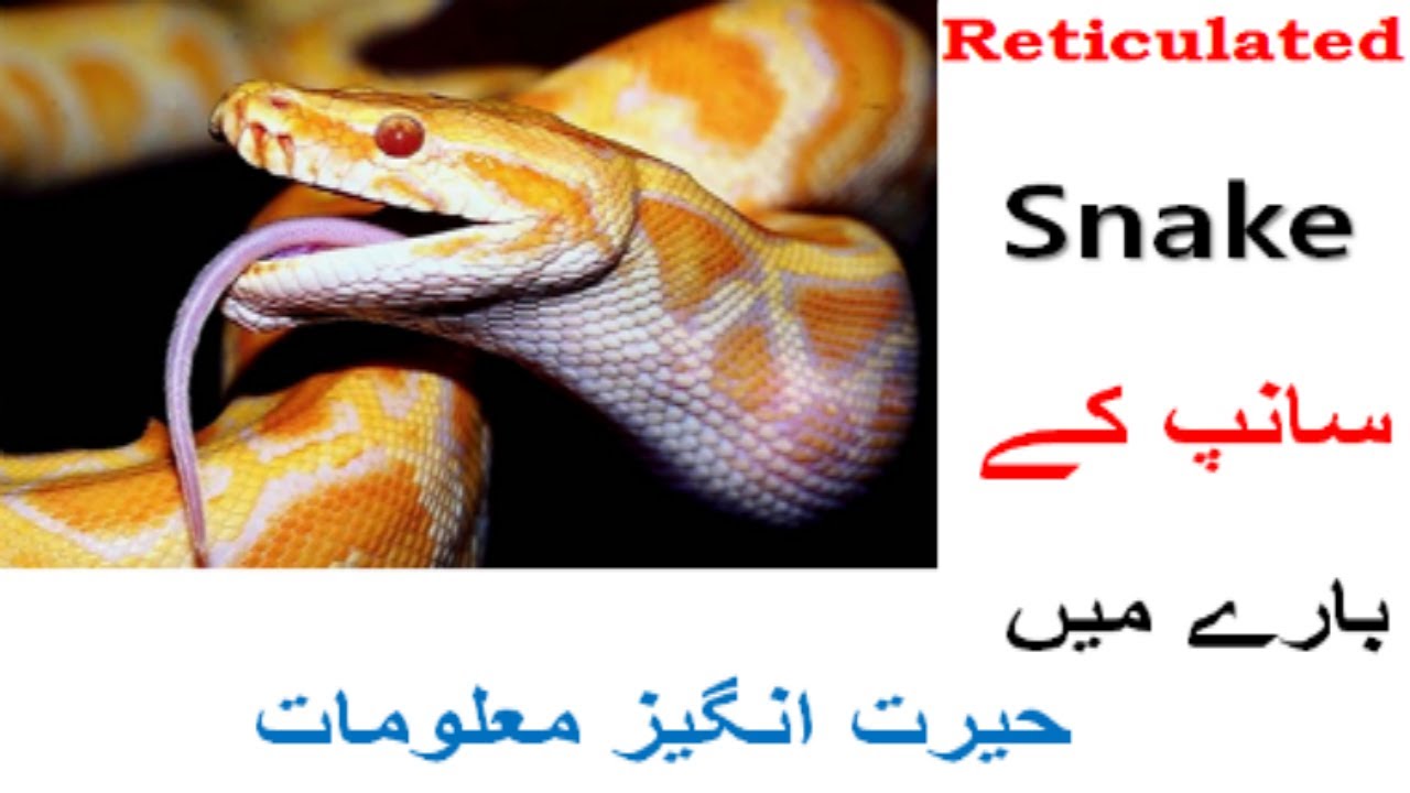 Reticulated Snake|| Snakes Type Information