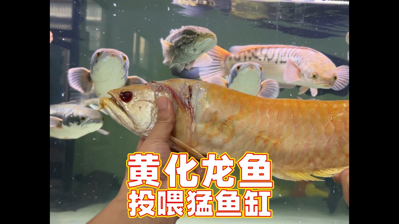 黄化银龙鱼投喂猛鱼缸，巨骨铅笔身价飙升，食人鱼依旧凶猛无比 #养鱼日记 #龙鱼 #巨骨舌鱼 #猛鱼