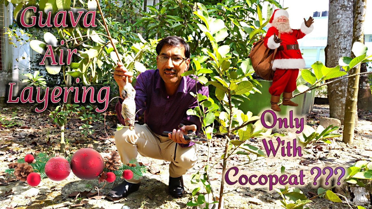 How to do  Guava Air Layering only  With Cocopeat ??