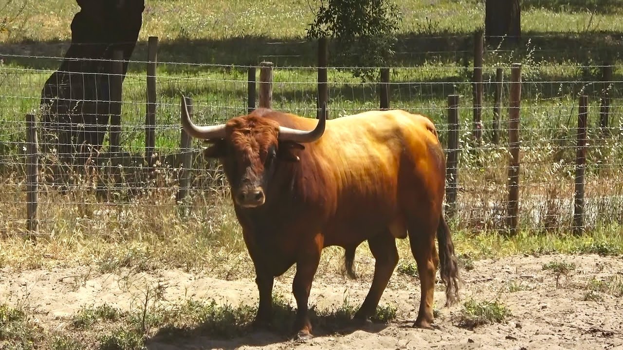 Os Touros & Vacas Da Ganadaria Palha - Portugal