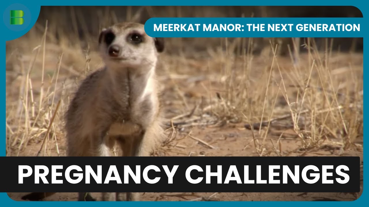 Pregnancy Brings New Challenges | Meerkat Manor: The Next Generation