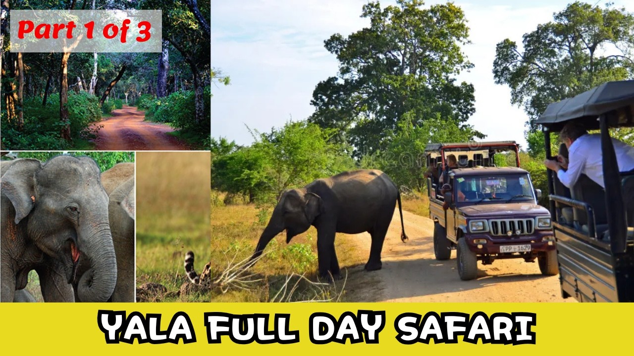 Yala Full Day Safari - Part 1 of 3 - Katagamuwa Entrance #yala #safari #wildlife