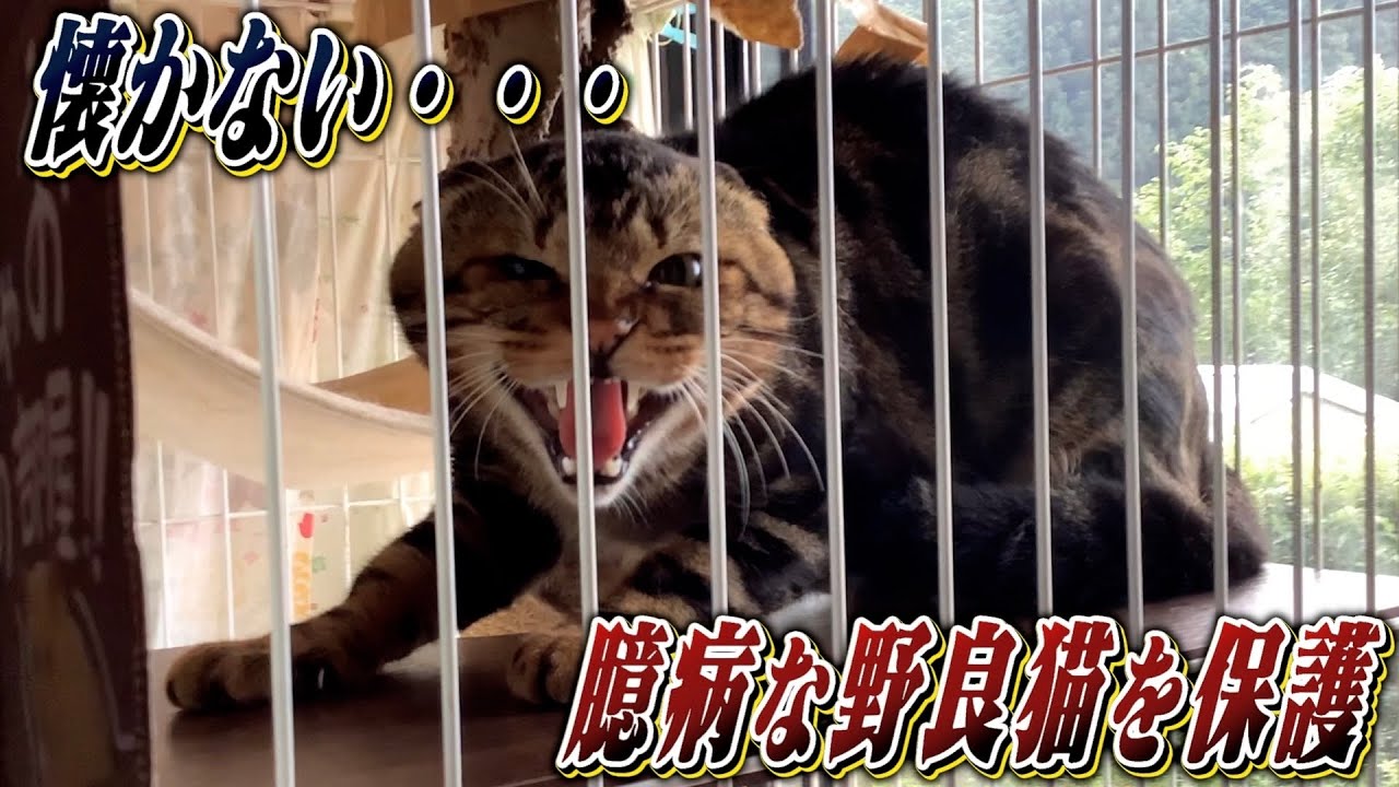 【記録】保護した猫が警戒心MAXで大暴れ…人慣れできるのか⁉︎