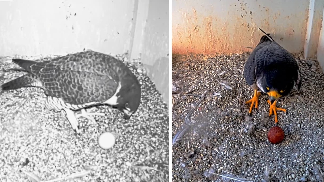 San Jose CH Falcons🪽Hartley Lays Egg #1🥚in Wee Hours 🌘 Monty Meets at Civilized Hour🌞2026 Mar 12