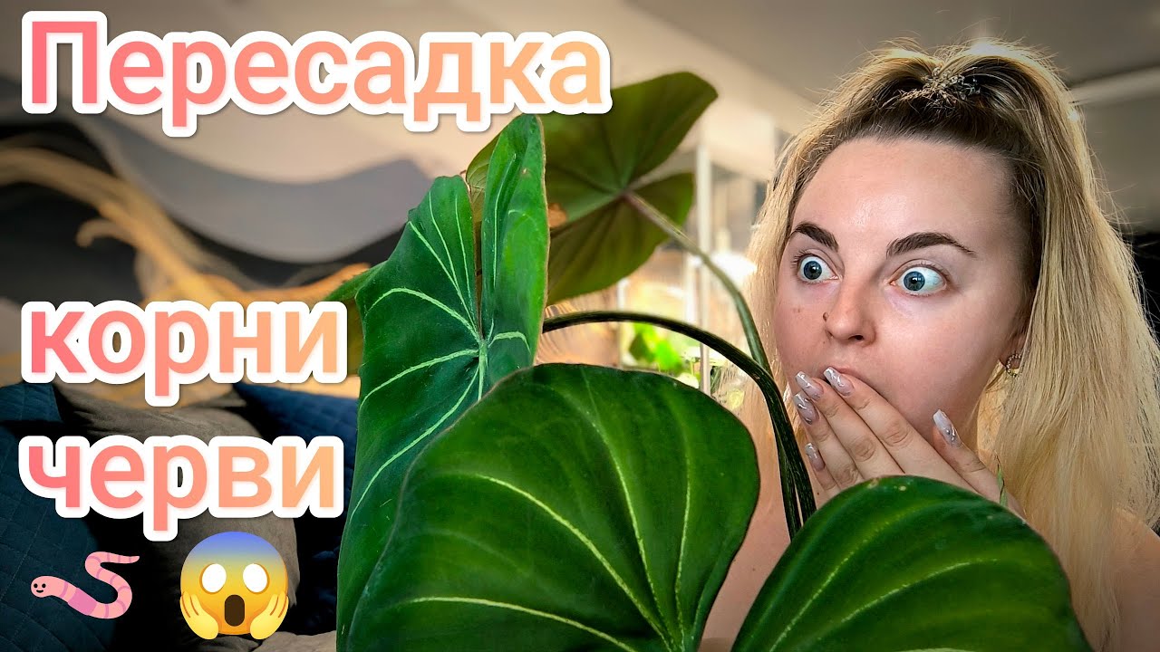 Пересадка филодендров Глориозум и Пловмани/ черви в грунте/ новые листы и корни