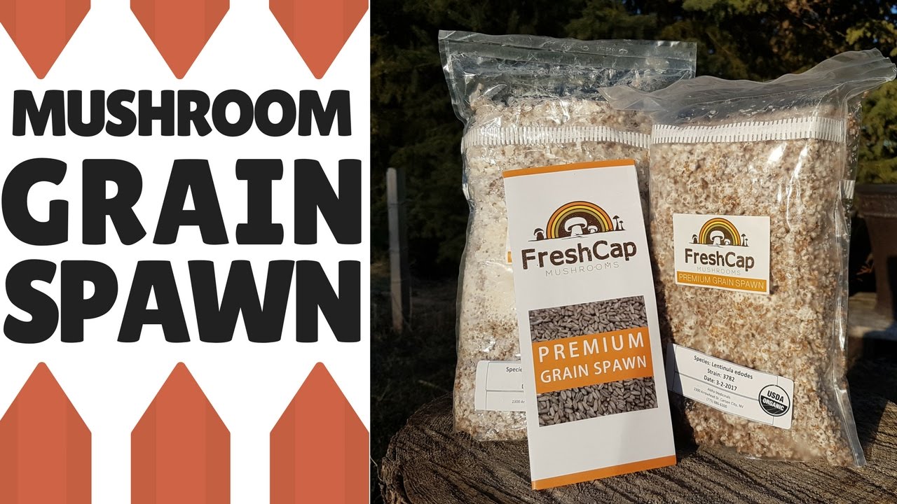 What is Mushroom Grain Spawn?
