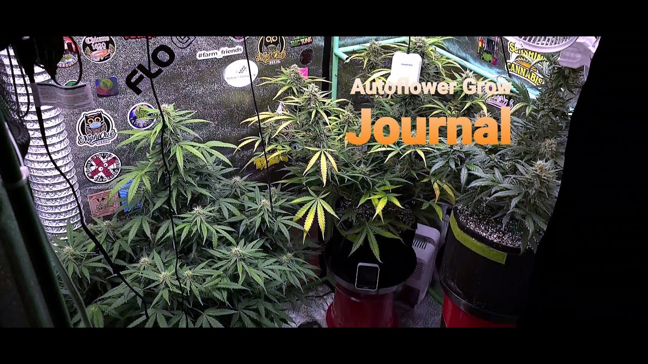 Autoflower Grow Journal. Late week 7 early week 8. A true perpetual organic grow. LED Grow.