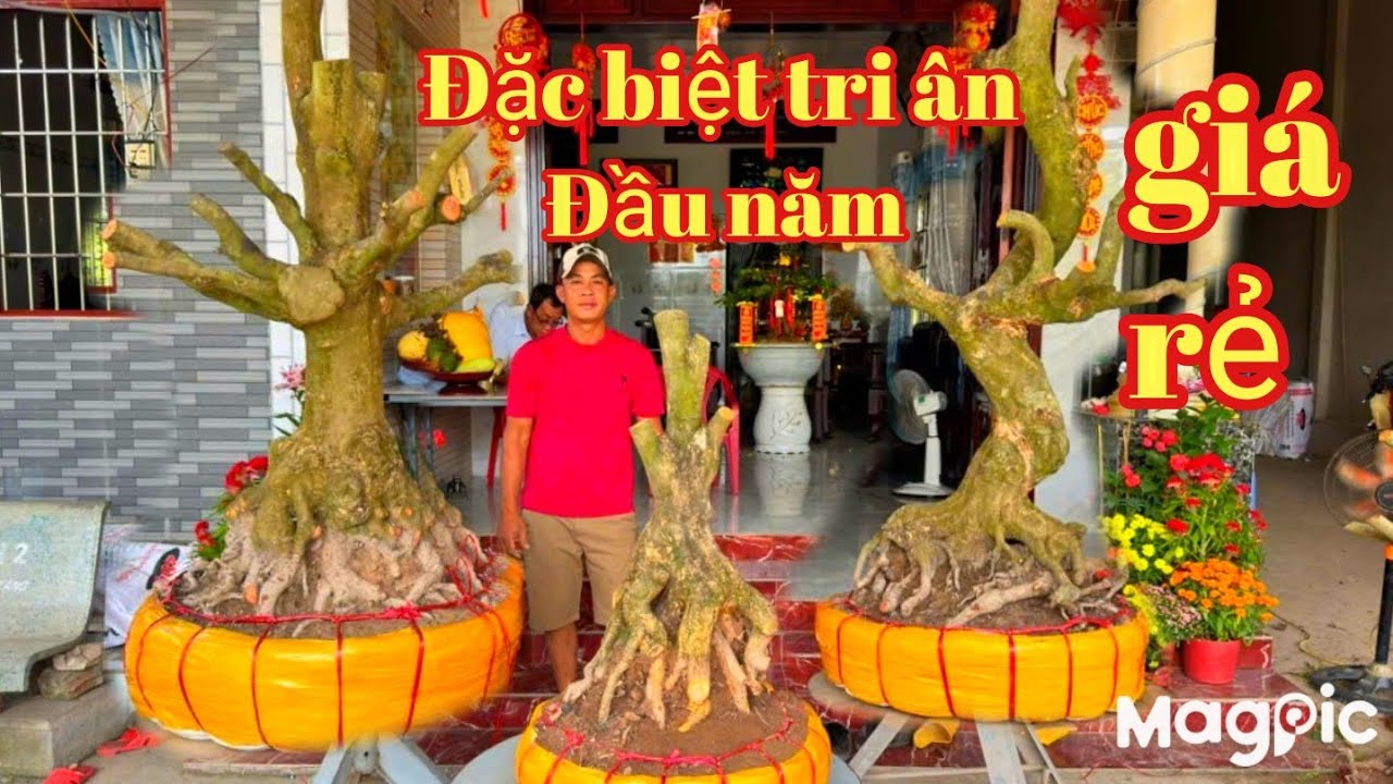 A Thành 👉 0937763305 💥khai xuân đầu năm phôi Mai vàng bonsai giá rẻ tại ĐT 