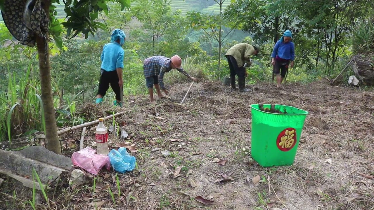 Growing Corn and Harvesting Chickens | Daily Life