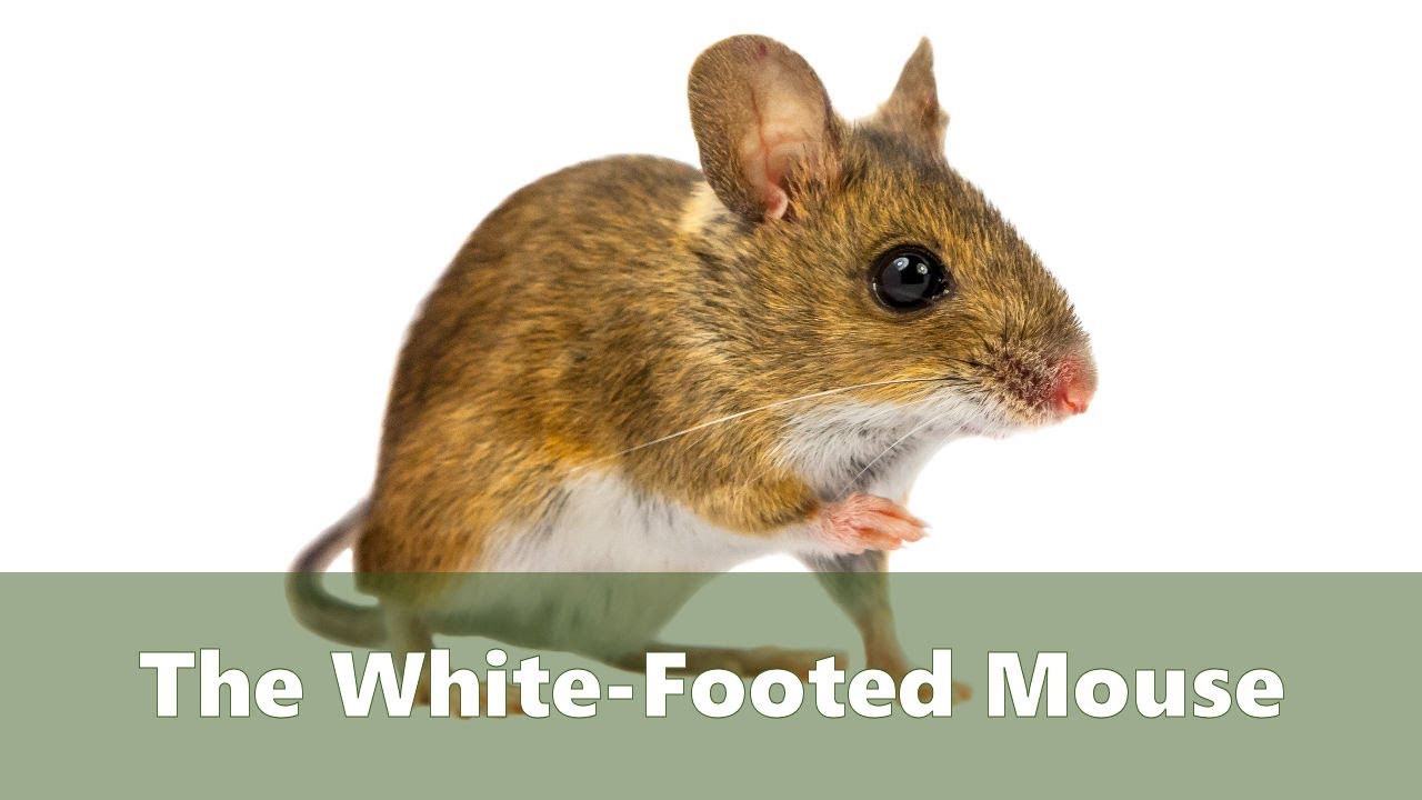 The White Footed Mouse - How to get rid of them