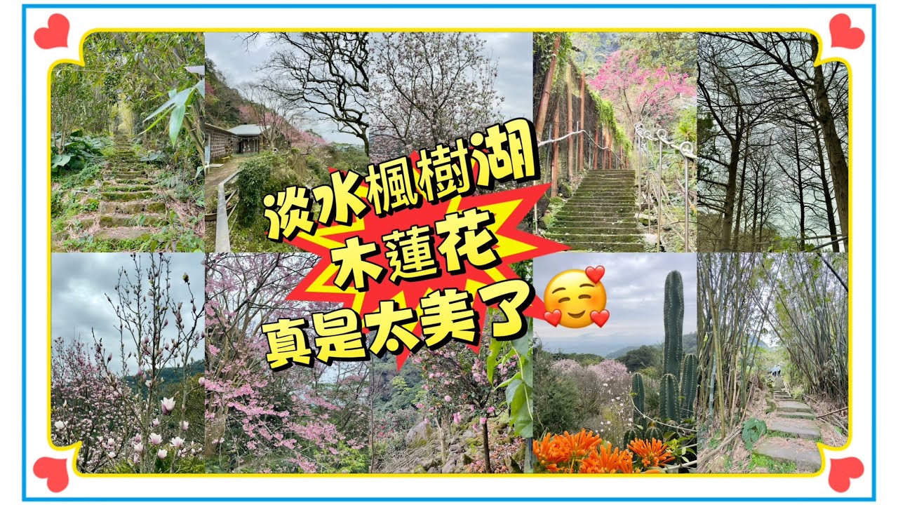 淡水-楓樹湖木蓮花 🌸🌺🌼