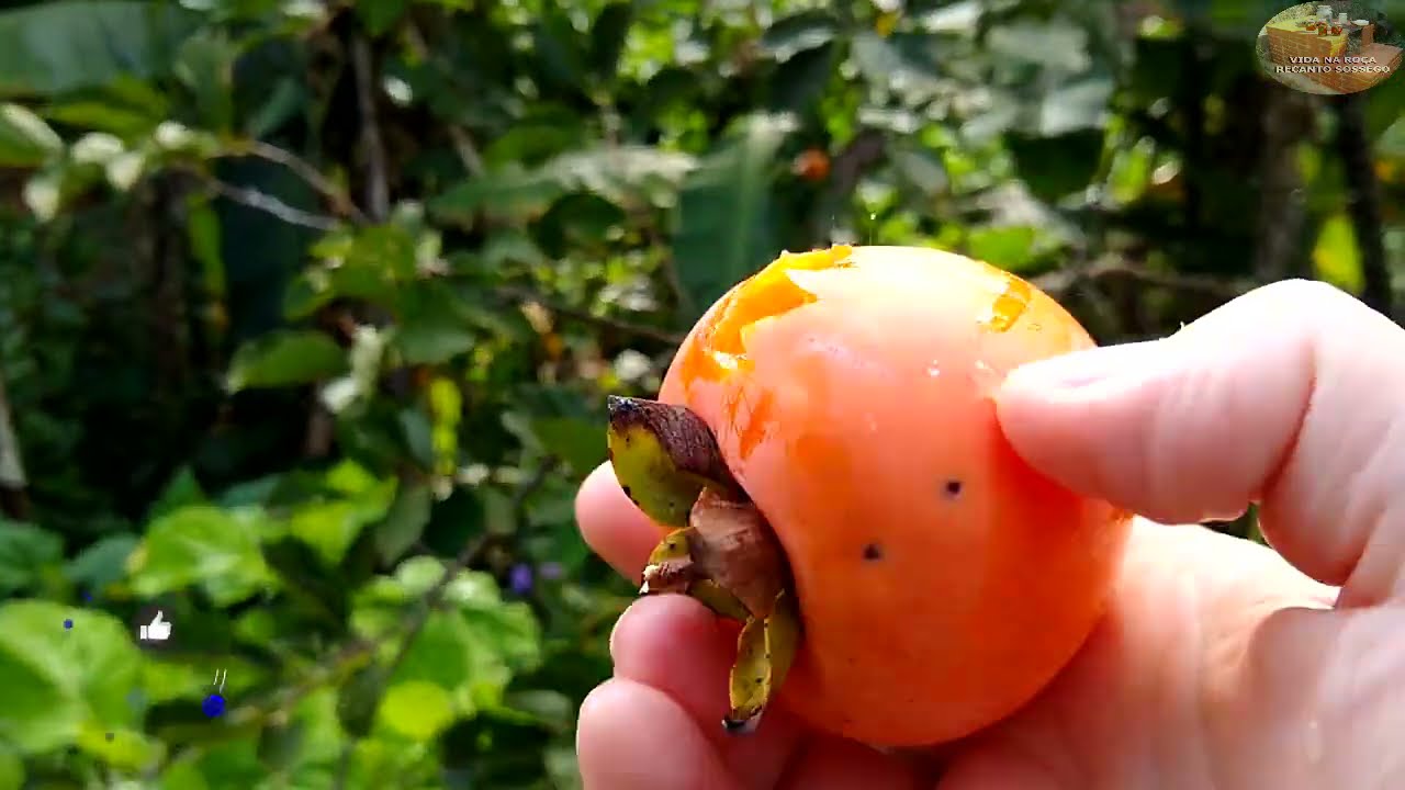 FRUTAS E MUITAS PLANTAS NO TERRENO DA AMIGA HILDA - VIDA NA ROÇA - COISAS DA ROÇA - NATUREZA