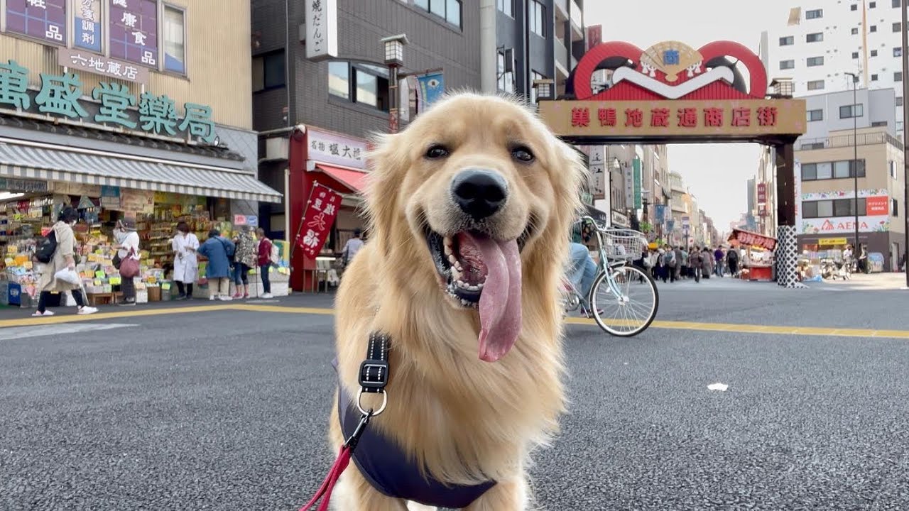【撮影に成功】びすけと巣鴨を散歩してたらまさかの超大物芸能人がいた・・・！！