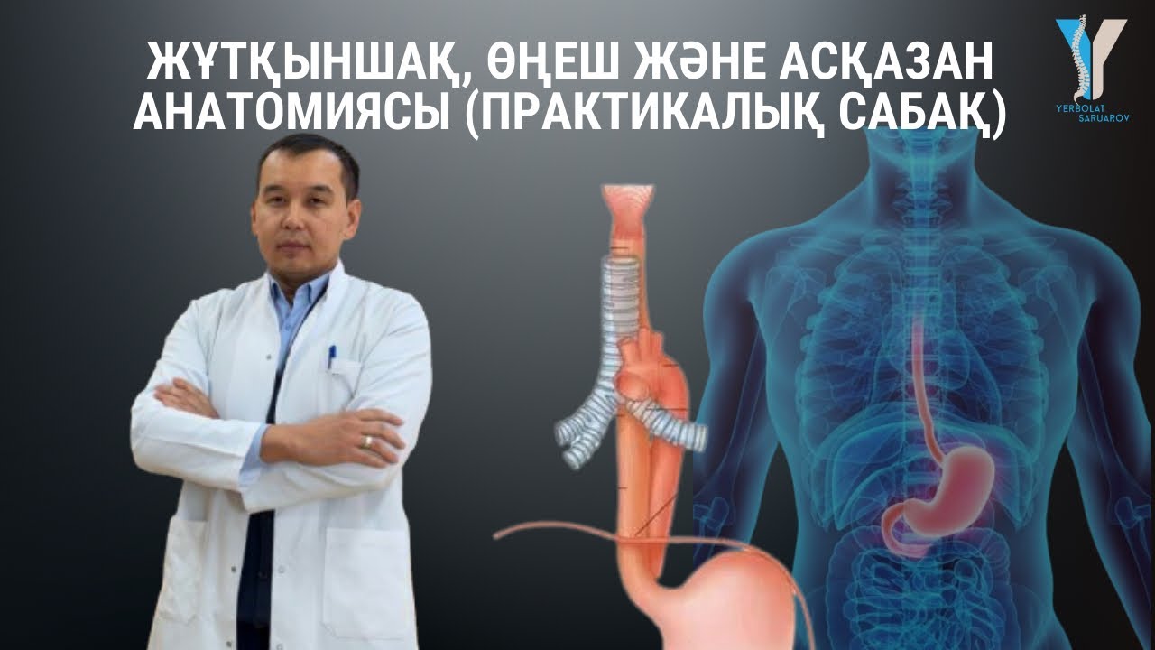 Жұтқыншақ, өңеш және асқазан анатомиясы (практикалық сабақ)