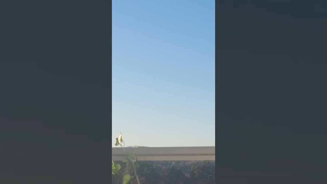 ألم الرفض .