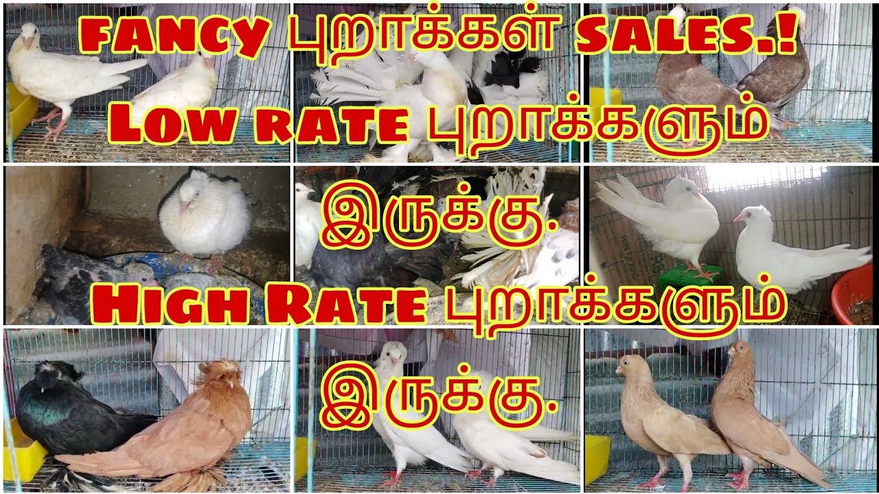  FANCY & கர்ண புறாக்கள் sales in low price #vpmpets #pigeon #dove#fancydove #kerala #birds #chennai 