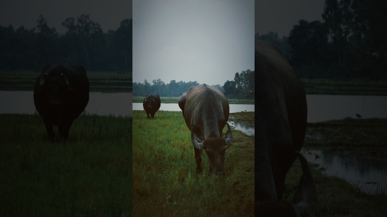 The beautiful buffaloes are eating grass.#buffalo #buffaloes #beautiful #nature #yoitubeshorts