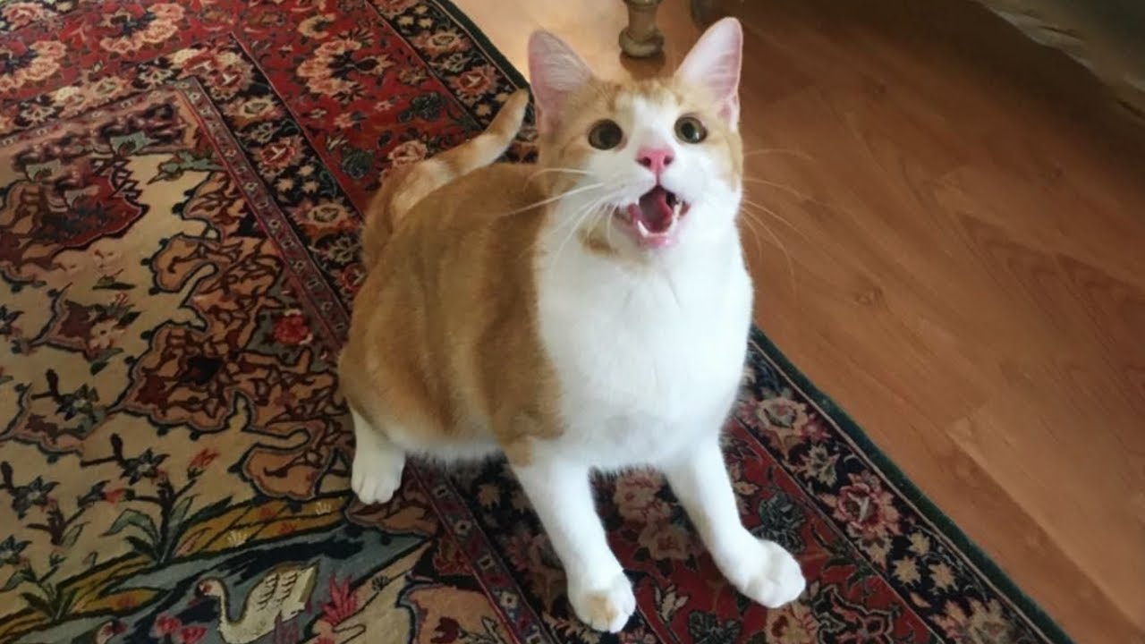 You Laugh, You Lose! 🤣 Funny Cat Videos 2025 😹 Part 90