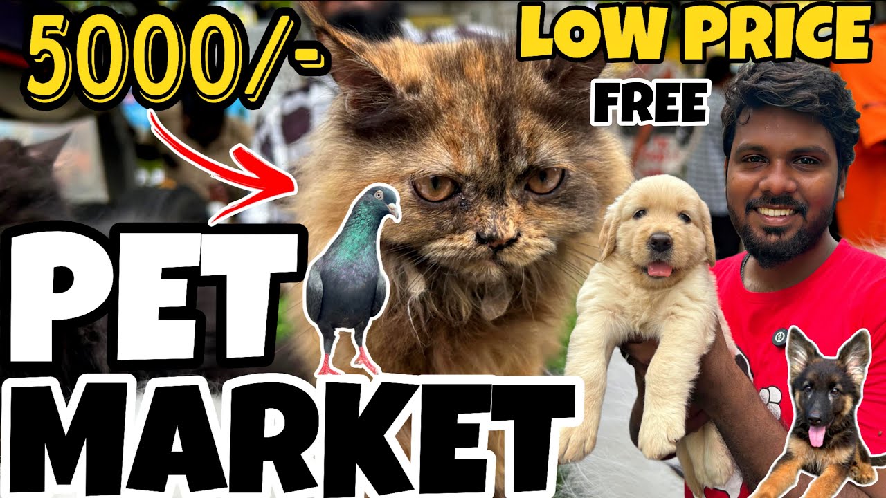 💰 Broadway Pet Market Chennai 2025🔥| 😱Cheapest Puppies 🐶& Birds Price 🐦‍⬛Reveal‼️#pets 