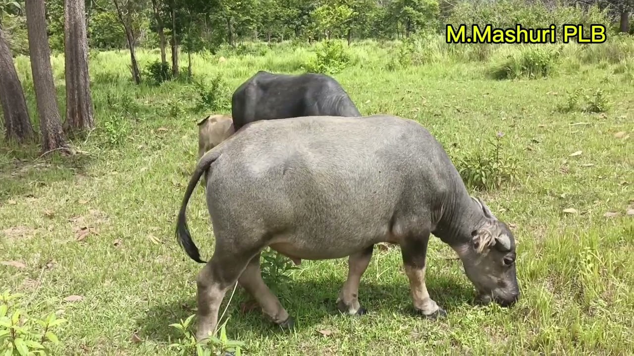 MUSIM KERBAU MELAHIRKAN SOBAT TERNAK